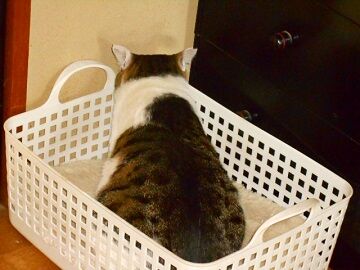 4月10日（23）仮