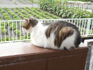 6月29日（25）仮