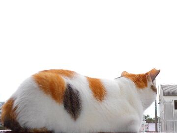 10月14日（7）仮