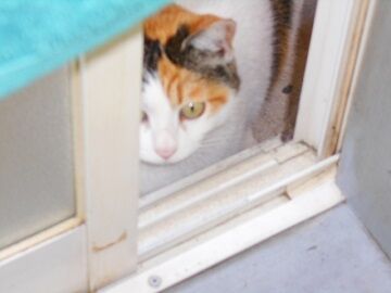 4月18日(36)仮