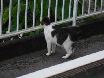 7月31日（74）仮