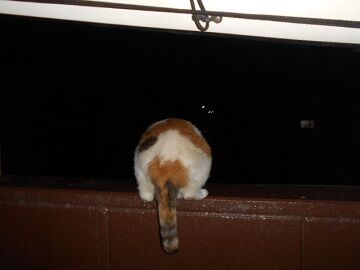 7月23日（50）仮