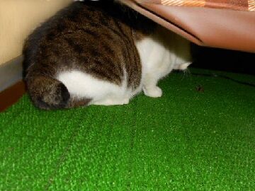 11月1日（53）仮