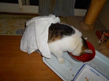 4月12日（45）仮