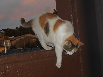 8月10日（20）仮