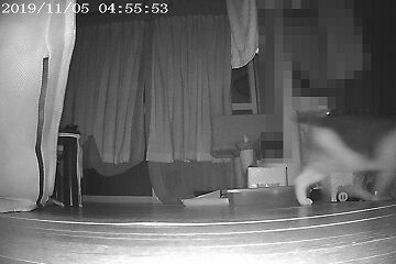 11月5日（23）仮