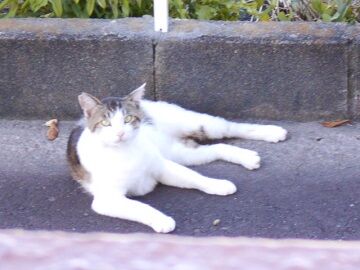 6月16日（37）仮