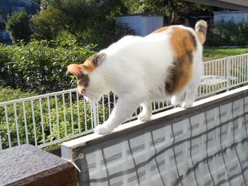 9月11日（6-4）仮