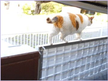 6月13日（32）仮