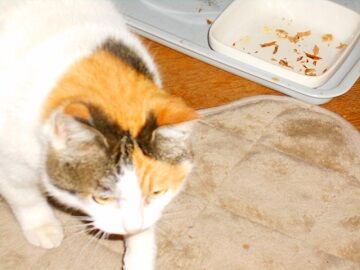 3月24日（19）仮