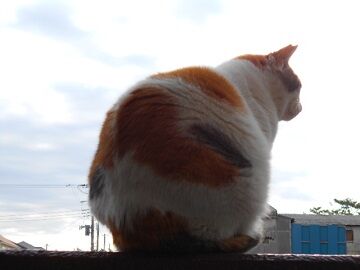 3月17日（19）仮