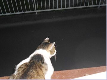 6月26日（10）仮