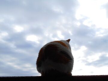 3月17日（16）仮