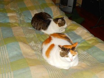 11月19日（8）仮