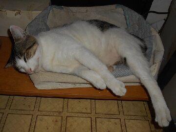 7月10日（60）仮