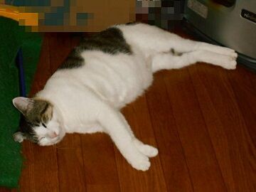 7月19日（25）仮