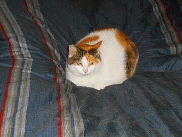 1月15日（22）仮