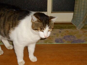 4月12日（37）仮