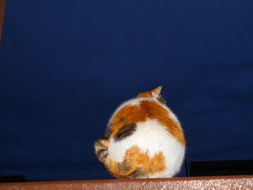 3月29日（36）仮