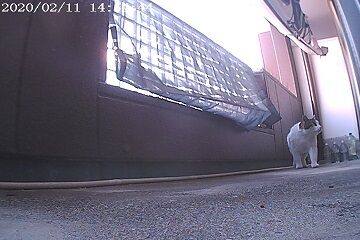 2月11日（42.5）仮