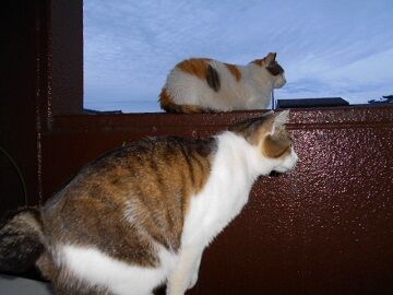 5月28日（69）仮