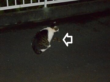 6月22日（10）仮