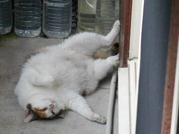 8月17日（21）仮