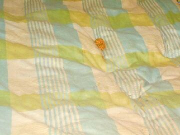 11月30日（49）仮