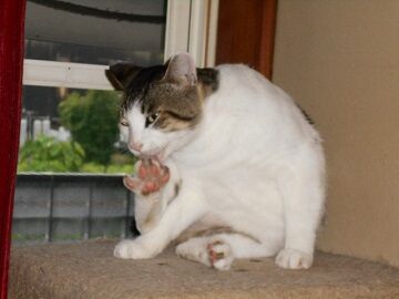 7月14日（41）仮