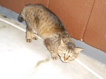 6月12日（19）仮