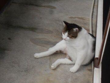 7月31日（62）仮