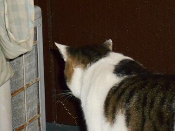 10月2日（12）仮