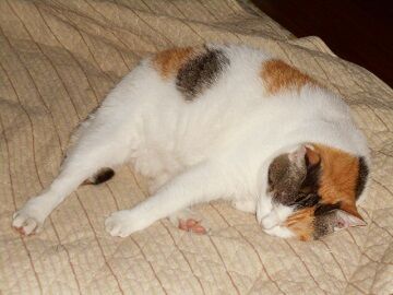 9月18日（55）仮