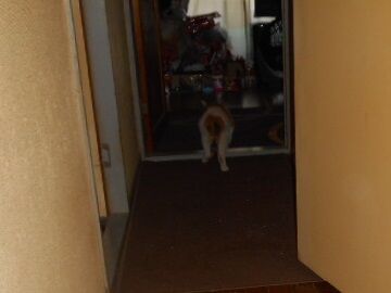 8月13日（48）仮