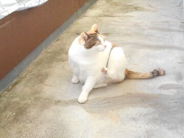 9月30日（7-1）仮