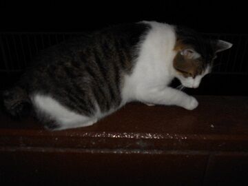 7月30日（50）仮