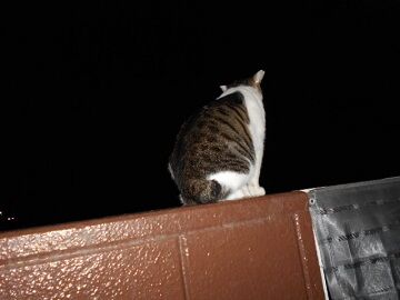 9月26日（20-6）仮