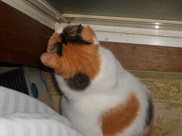 9月15日（3-3）仮