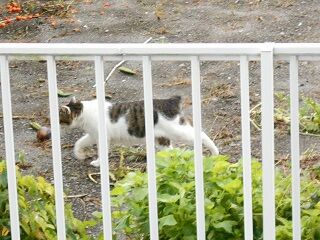8月28日（105）仮
