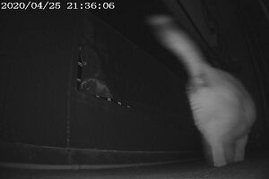 4月25日（18）仮