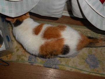 8月22日（23）仮