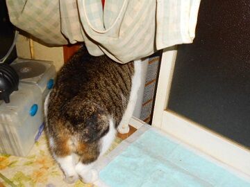 2月16日（50）仮