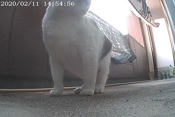 2月11日（45.5）仮