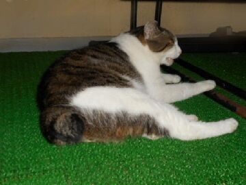 6月26日（33）仮