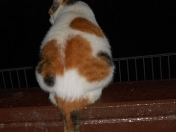 9月15日（3-5）仮