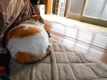 5月18日（63）仮