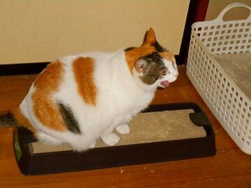 1月29日（31）仮