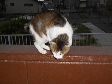 6月12日（33）仮