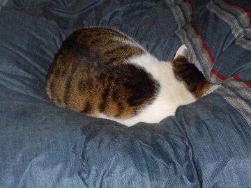 1月20日（10）仮