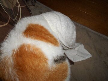 9月7日（20-12）仮